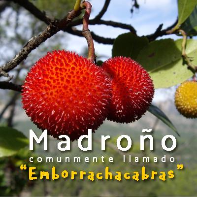 madroño