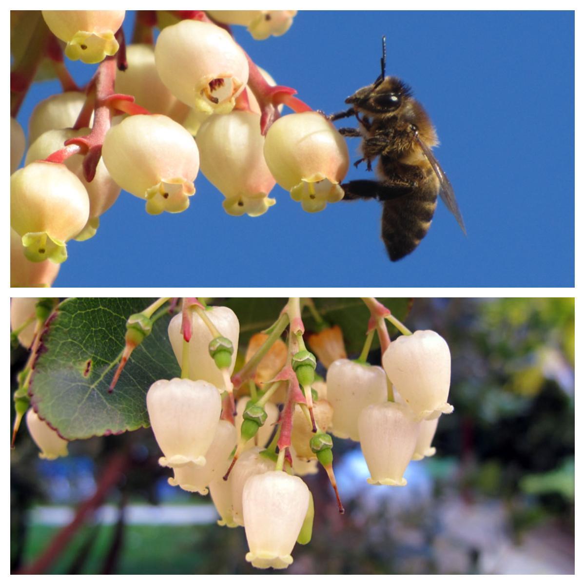 madroños fruta