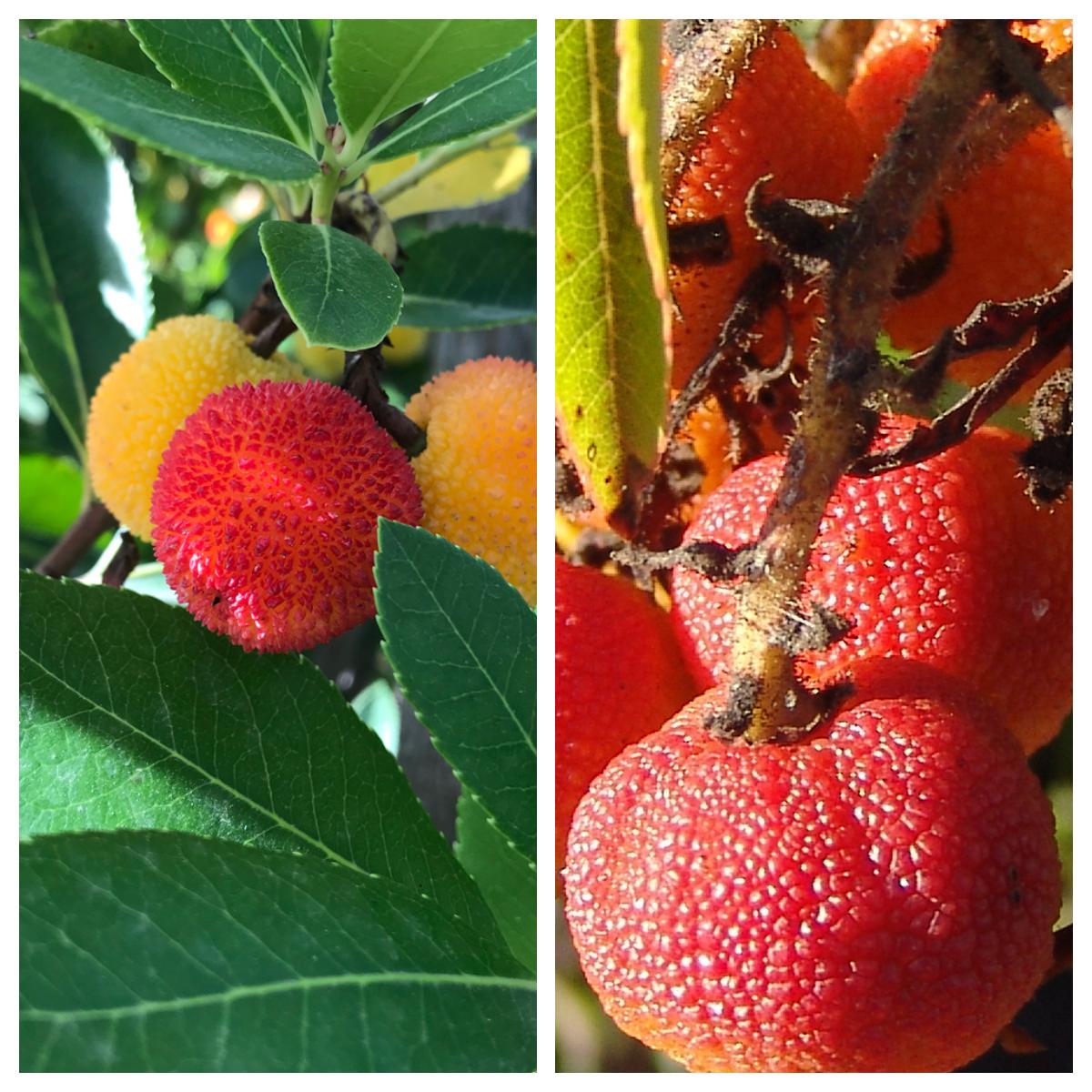 madroño fruta